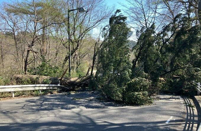 強風の影響で大木が倒れ"八木山ベニーランド"近くの道路ふさぐ　仙台|TBS NEWS DIG
