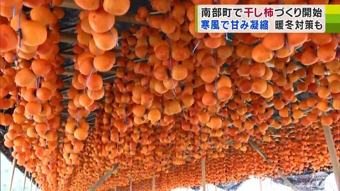 貴重な「妙丹柿」の干し柿づくり今年もはじまる　冷たい風が「甘さ」引き出す　青森県南部町|TBS NEWS DIG