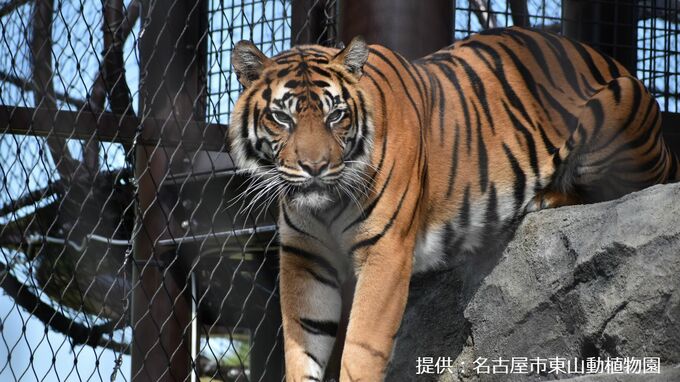 東山動植物園のスマトラトラ「ダマイ」が死ぬ  死因は急性腎不全  横浜生まれの10歳メス 仙台と名古屋でも人気　|　名古屋・愛知・岐阜・三重のニュース【CBC news】 | CBC web