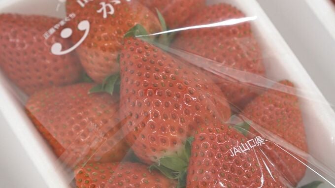 「皆さんにおいしく食べていただけるように頑張る」本格的な出荷を前にイチゴの目合わせ会　山口県下関市|TBS NEWS DIG