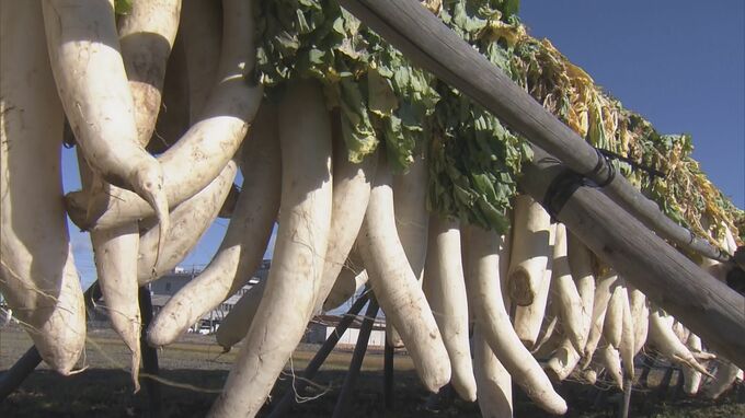伊勢の伝統食品「伊勢たくあん」 下ごしらえの天日干し |TBS NEWS DIG