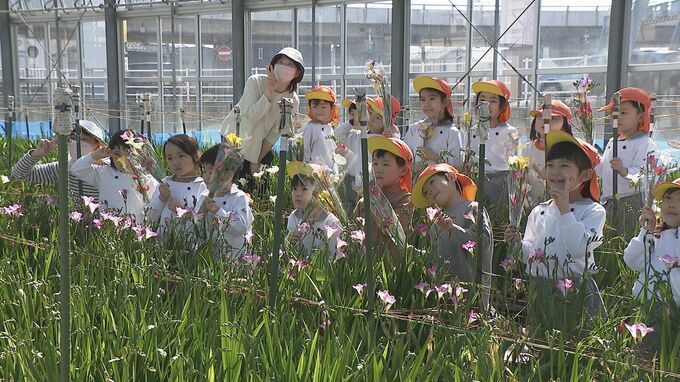 「コレ、ママにあげよっかな」園児たちがフリージア“エアリーフローラ”摘み取り体験　|　石川県のニュース｜MRO北陸放送