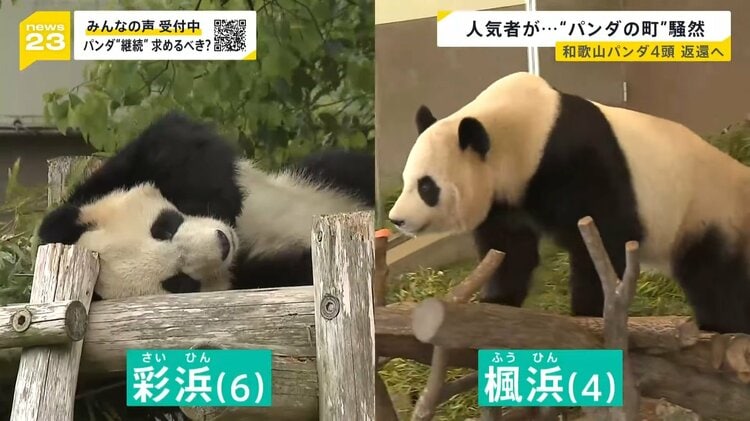 和歌山“パンダの町”が騒然…新たな貸与に中国は前向き？「パンダ外交