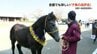 【子馬の品評会】  全国一の馬肉の産地   熊本　|　熊本のニュース｜RKK NEWS｜RKK熊本放送