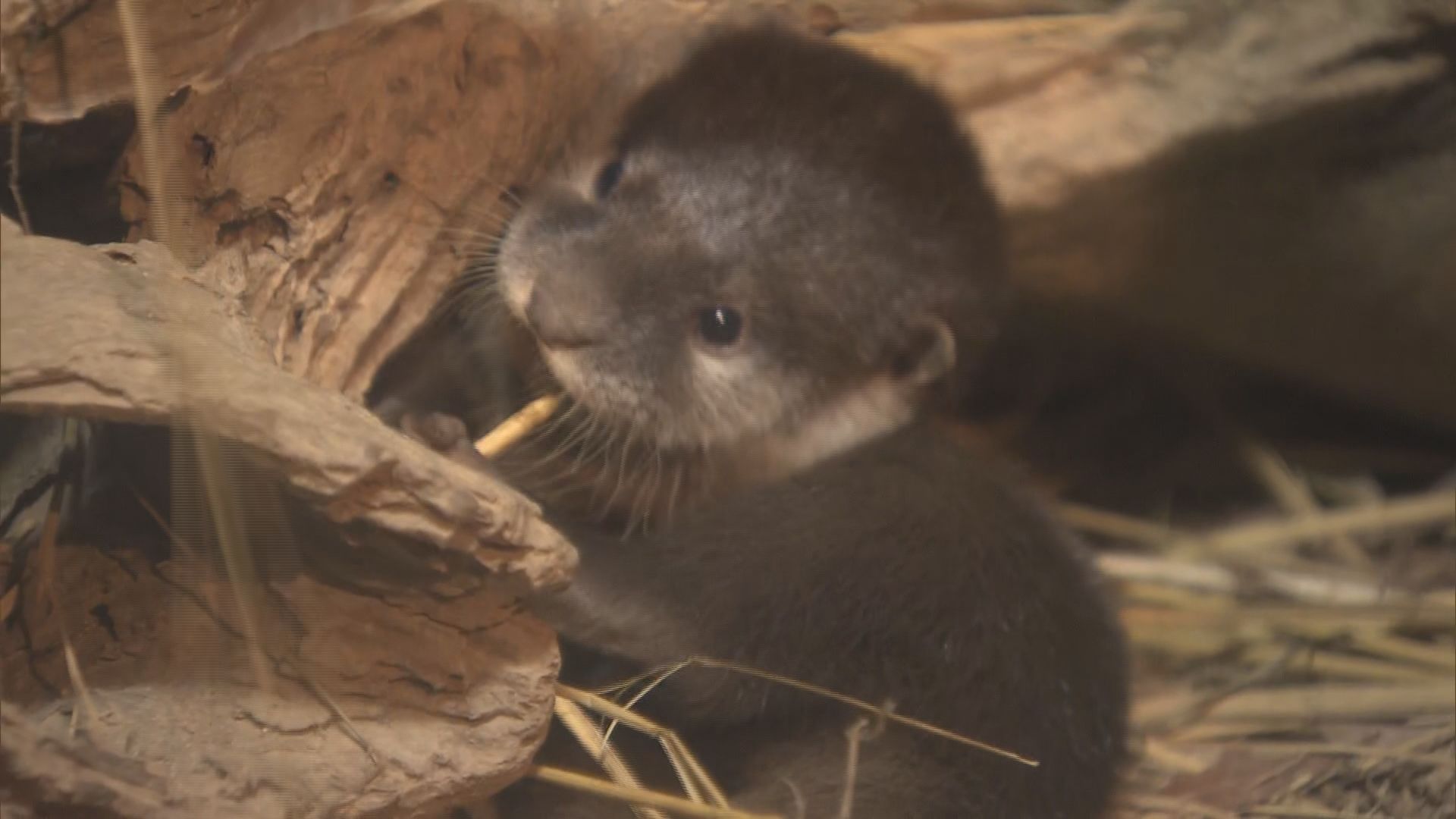 コツメカワウソ様一枚 三つ子のコツメカワウソの赤ちゃんをお披露目 生後3か月で名前は現在