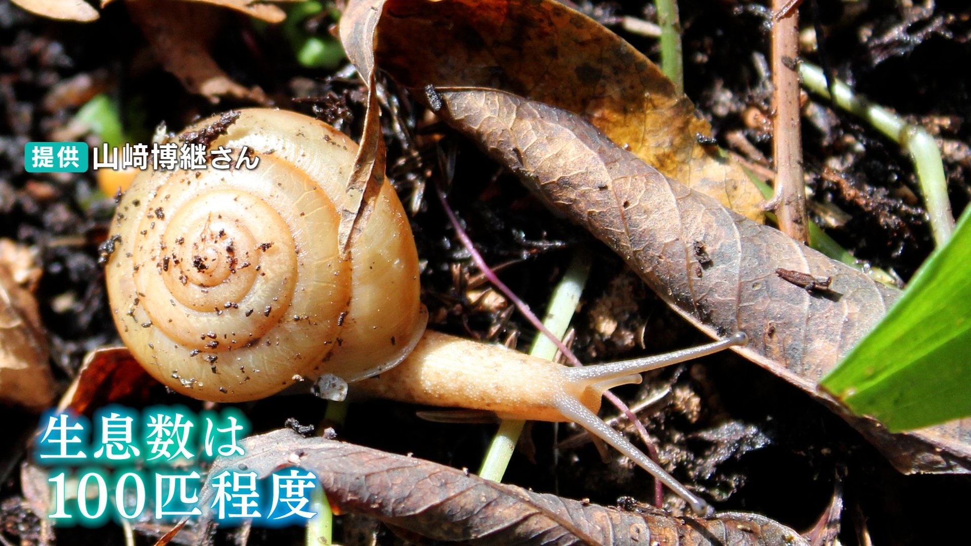 パンダよりも少ない 生息数わずか100匹 危機乗り越えのんびり暮らす 絶滅危惧種の カタツムリ kutvテレビ高知 Goo ニュース パンダよりも少ない 生息数わずか100匹 危機乗り越えのんびり暮らす 絶滅危惧種の カタツムリ kutvテレビ高知 Goo ニュース