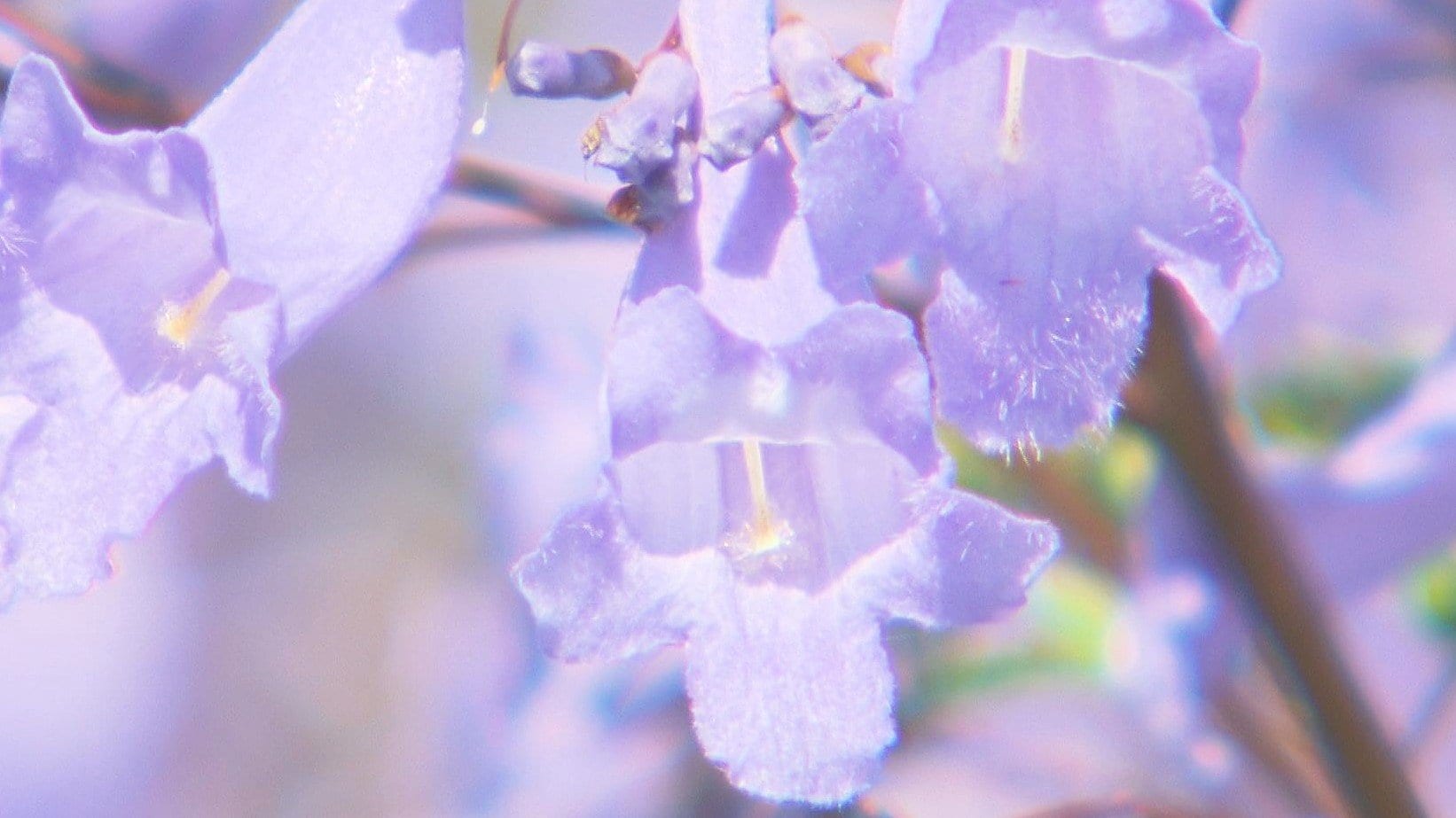 世界三大花木「ジャカランダ」の花が満開 薄紫色の花弁を房状に