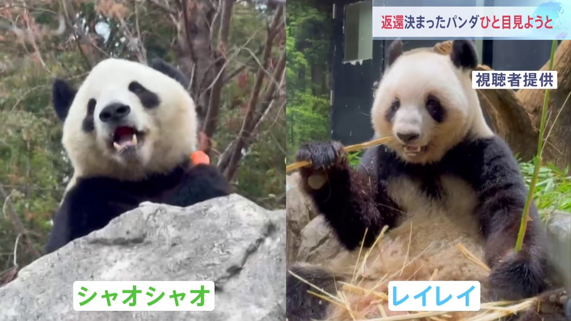 お別れ」発表後はじめての週末 上野動物園前に長い列 パンダ