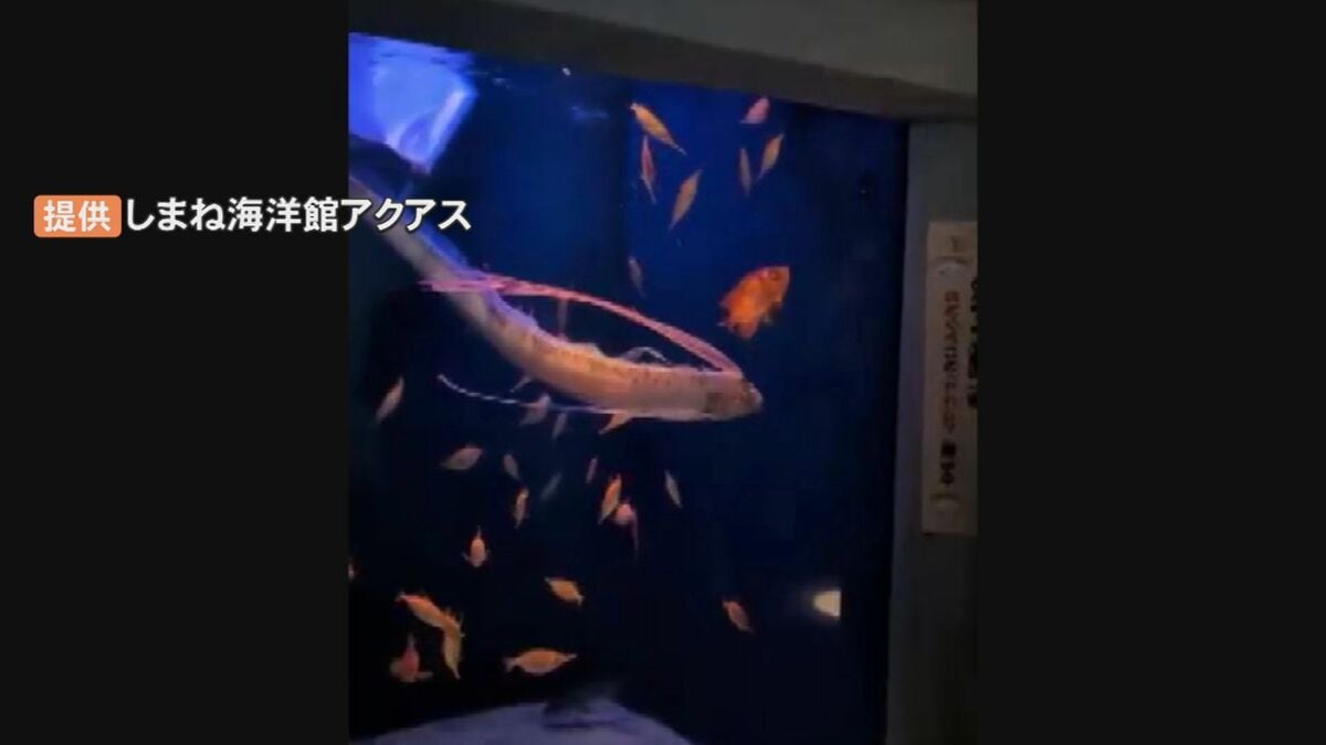 生きたまま捕獲 緊急展示された謎の深海魚「リュウグウノツカイ」死ぬ