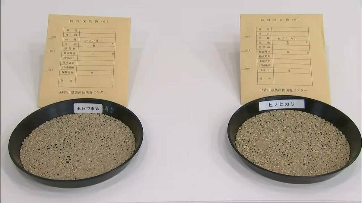 豊作感謝祭！【新米】香川県産ヒノヒカリ玄米「30kg」2023年10月収穫