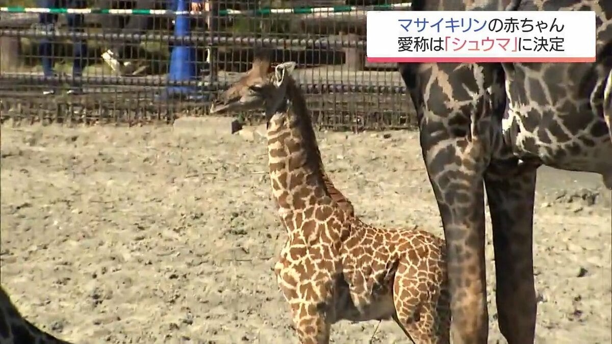 宮崎市フェニックス自然動物園で誕生 キリンの赤ちゃん命名式 愛称は