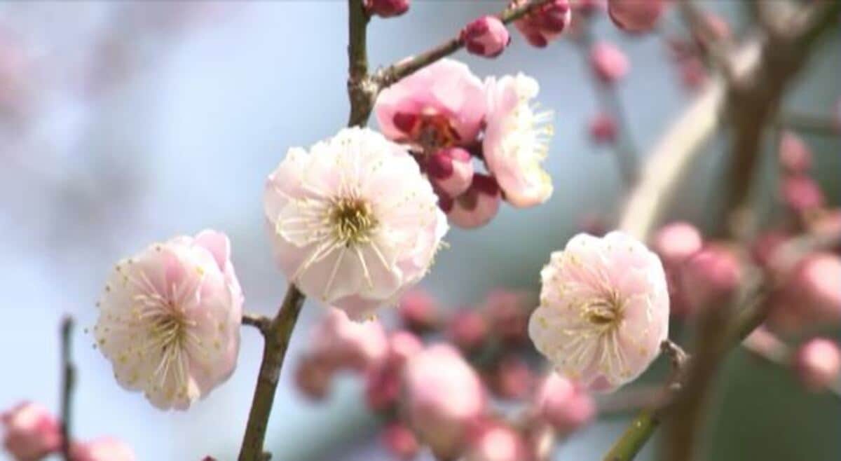 例年より1か月遅れで梅が開花 南信州に春の訪れ 見頃は3月下旬の見込み | TBS NEWS DIG