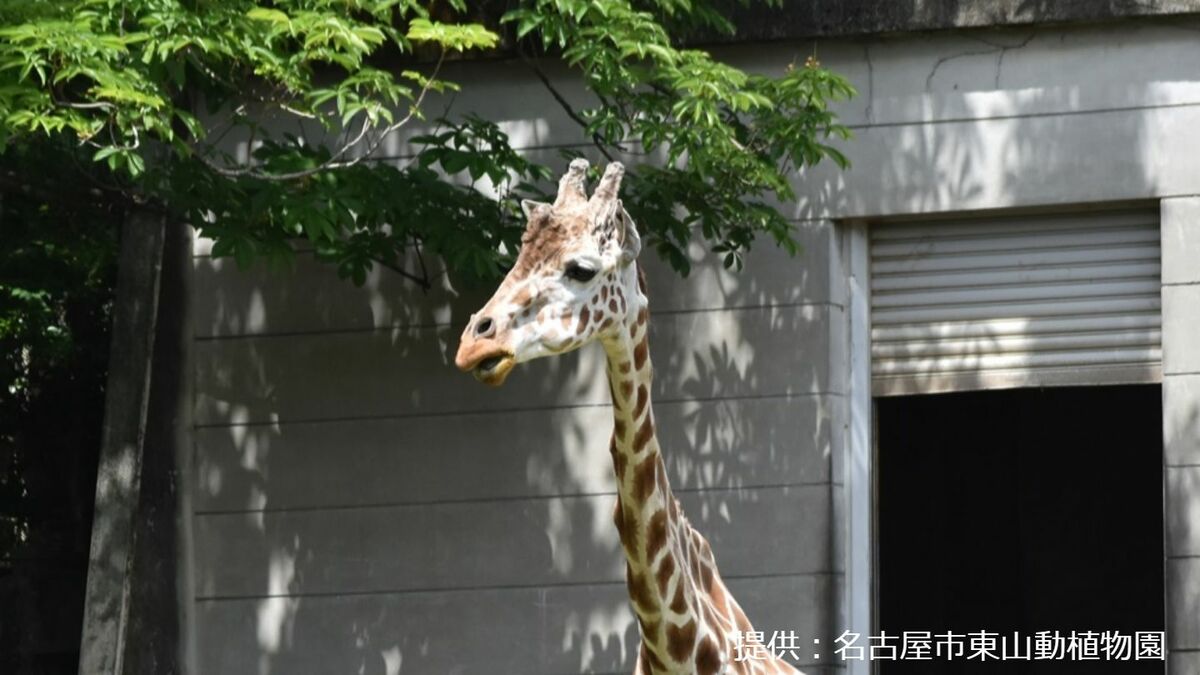 東山動植物園 19歳のアミメキリン「トリノ」死ぬ 水堀に転落…起立できず呼吸器不全に 仲間迎えた直後の訃報 名古屋