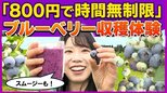 「800円で時間無制限」ブルーベリー食べ放題がスタート！十和田市の古民家『農園カフェ 日々木』で旬の味覚とヘルシーランチを堪能【わっち!!中継】　|　青森のニュース│ATV NEWS│青森テレビ