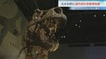 「でかくて食われそう！」むかわ町穂別恐竜博物館がオープン　国内6番目の聖地に　注目は全長8メートルの通称"むかわ竜"の全身骨格|TBS NEWS DIG