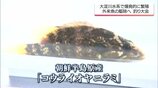 川で爆発的に繁殖する”厄介者”肉食魚「コウライオヤニラミ」釣って食べて拡大食い止めろ | MRTニュース | MRT宮崎放送