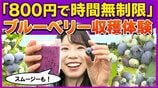 「800円で時間無制限」ブルーベリー食べ放題がスタート！十和田市の古民家『農園カフェ 日々木』で旬の味覚とヘルシーランチを堪能【わっち!!中継】　|　青森のニュース│ATV NEWS│青森テレビ