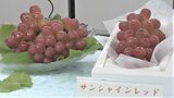 名称は「サンシャインレッド」　シャインマスカットから生まれたブドウ　来年の出荷から名称使用　山梨県　|　山梨のニュース | ＵＴＹテレビ山梨