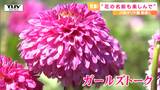 「宇宙」に「ガールズトーク」川西ダリヤ園でユニークな名前のダリヤが咲き誇る! 2年前の大雨被害から完全復旧! 園の管理人に楽しみ方を聞く(山形・川西町) | 山形のニュース│TUYテレビユー山形
