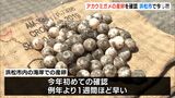 例年より1週間ほど早く遠州灘海岸で絶滅危惧種のアカウミガメの産卵確認（静岡県）　|　静岡のニュース | SBSNEWS | 静岡放送