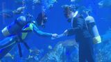 スーツ姿で水槽にドボン 水族館の新入飼育員が大水槽で水中入社式|TBS NEWS DIG