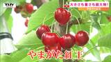 さくらんぼ新品種「やまがた紅王」の収穫始まる　大きさも重さも“超大物” 佐藤錦と比べてみると　|　山形のニュース│TUYテレビユー山形