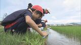 「ほら！こわい～！」小学生が“田んぼの学校”で生き物観察　福島・郡山市　|　福島のニュース│TUF
