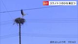 香川・まんのう町でコウノトリのひな”巣立ち”を確認「150m以上離れて見守って」|TBS NEWS DIG