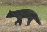 世界遺産の合掌造り集落でもクマ目撃　山あいで連日クマの目撃情報が相次ぐ　富山・南砺市　|　富山のニュース｜天気・防災｜チューリップテレビ
