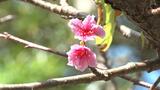 「日本一早咲きの桜まつり」 本部町の八重岳に7000本のカンヒザクラ | 沖縄のニュース|RBC 琉球放送