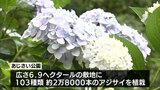 103種類・約2万8000本のアジサイが見ごろを迎える 都城市山之口町の「あじさい公園」 | MRTニュース | MRT宮崎放送