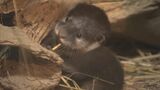 三つ子のコツメカワウソの赤ちゃんをお披露目　生後3か月で名前は現在募集中　アクア・トト ぎふ　　|　名古屋・愛知・岐阜・三重のニュース【CBC news】 | CBC web