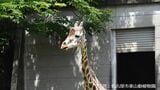 東山動植物園 19歳のアミメキリン「トリノ」死ぬ 水堀に転落…起立できず呼吸器不全に 仲間迎えた直後の訃報 名古屋|TBS NEWS DIG