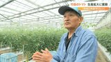 「農業はきつい、休みがない」トマト生産現場を効率化 給料も安定…家族経営から大規模農園に | 大分のニュース|OBS NEWS|大分放送