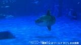 マンボウ死ぬ　かごしま水族館の人気者　|　鹿児島のニュース｜MBC NEWS｜南日本放送