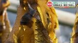 天然・養殖 両方のワカメの収穫始まる 熊本・天草市 | 熊本のニュース|RKK NEWS|RKK熊本放送
