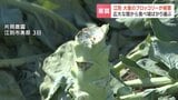 【悪質】畑からブロッコリー50株が消えた 北海道江別市で相次ぐ農作物窃盗、6月にも被害 食べ頃を見分ける“プロ”の犯行か|TBS NEWS DIG