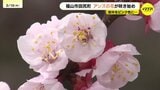 「アンズのピンクと海の青」340年の歴史紡ぐ3000本の花が福山・田尻で咲き始め　22日には「あんずまつり」も　広島　|　RCC NEWS | 広島ニュース | RCC中国放送