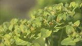 “イワタイゲキ”海岸の岩のあいだから黄色い花を咲かす 愛知県や三重県では準絶滅危惧種に指定 5月中頃まで見頃 三重・熊野市 | 名古屋・愛知・岐阜・三重のニュース【CBC news】 | CBC web