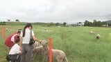 高原の観光牧場「ヌークジュー」リニューアルオープン 大分 | 大分のニュース|OBS NEWS|大分放送