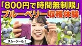 「800円で時間無制限」ブルーベリー食べ放題がスタート!十和田市の古民家『農園カフェ 日々木』で旬の味覚とヘルシーランチを堪能【わっち!!中継】 | 青森のニュース│ATV NEWS│青森テレビ