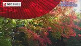 30年前に植え始めたイロハモミジが色鮮やか 県内有数の紅葉の名所 三十路苑を空から撮影【長崎ばーどアイ】 | 長崎のニュース | 天気 | NBC長崎放送