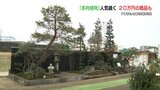 20万円の多肉植物も人気「くまもと春の植木市」はじまる　|　熊本のニュース｜RKK NEWS｜RKK熊本放送