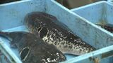 トラフグの漁場 山口沖→宮城沖に?海水温上昇の影響か フグの本場・下関で初競り 猛暑続き需要減…値段は去年より安く 山口・下関 | 山口のニュース・天気・防災|tys NEWS|tysテレビ山口