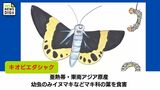 今年も大量発生!「キオビエダシャク」  生け垣などの被害を防ぐためにはこの6月末 幼虫に農薬をかけた葉っぱを食べさせて駆除 | MRTニュース | MRT宮崎放送