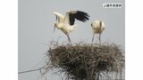 “幸せ運ぶ” 国の特別天然記念物「コウノトリ」 新潟県内で初のふ化確認|TBS NEWS DIG