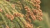 「13日頃から季節外れの陽気」で本格飛散開始か　すでに半数近い人が“花粉症の症状”訴え　早めの対策を　tbc気象台　|　宮城のニュース│tbc NEWS│tbc東北放送