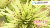 15年以上前にハウスで偶然見つけた世界一の高知の花！嶺北地域のユリ『みもり』が出荷最盛期　|　高知のニュース・天気｜KUTV NEWS | KUTVテレビ高知