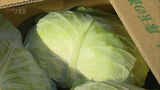 キャベツ界のブランド「若松潮風キャベツ」２０２３年初の出荷　|　福岡のニュース｜RKB NEWS｜RKB毎日放送