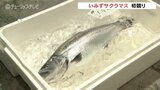 脂の乗りがよく大物も　いみずサクラマスが初競り　新湊漁港に春の訪れ　|　富山のニュース｜天気・防災｜チューリップテレビ
